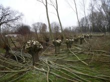 Holz 2012 005dok.jpg Holz 2012 005dok.jpg