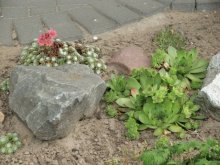 Freren 10.06.2012 111.jpg