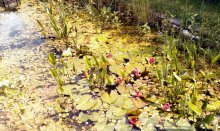 froschbiss1.jpg