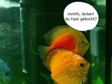 diskus2.jpg