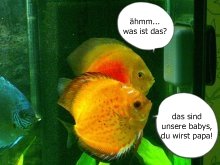 diskus3.jpg