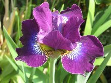Iris sibirica Crimson Cloisonne.jpg
