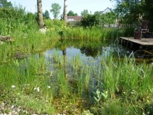 Teich.jpg