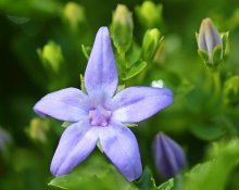 Polster-Glockenblume_smaller.jpg