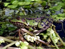 22.03.2012.Frosch.5.jpg