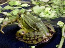22.03.2012.Frosch.6.jpg