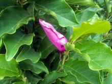 Magnolie im sommer2.jpg