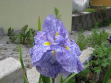 Iris ensata Mottled Blue01.jpg
