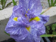 Iris ensata Mottled Blue03.jpg