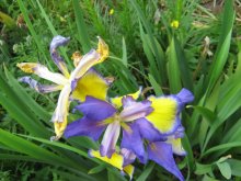 Iris spuria Adriatic Blue02.jpg