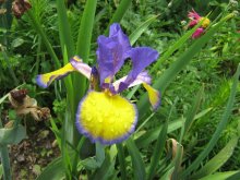 Iris spuria Adriatic Blue03.jpg
