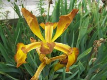 Iris spuria Missouri Autumn02.jpg