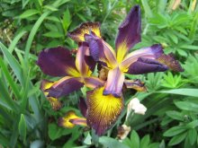 Iris spuria Missouri Iron Ore01.jpg