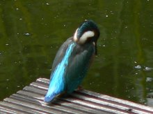 Eisvogel 007dok.JPG