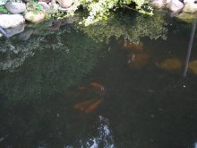IMG_8668.jpg