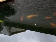 DSCF0119.JPG