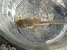Pelophylax perezi_1.jpg