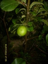 Apfel 002.jpg