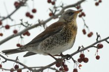 PICT7083_2006-01-22_Wacholderdrossel_Turdus-pilaris.JPG