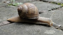 HGT Weinbergschnecke.jpg