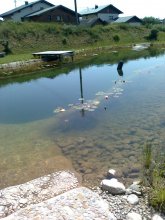 Teich.jpg