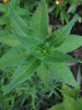 IMG_4472_1.jpg