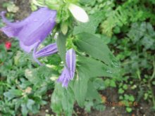 11.7.2012 007.JPG