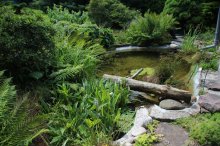 Der_Teich-neu-2.jpg