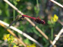 Blutrote Heidelibelle Tandem.jpg