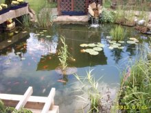 Gartenteich 15.07.2012 006.JPG