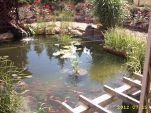 Gartenteich 15.07.2012 001.JPG