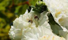 2 Bienen auf weißer Stockrose_900.jpg
