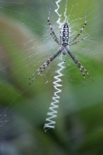 P1100138_2012-08-01_Wespenspinne_Argiope-bruennichi_f2.8_entsaettigt_kleiner-ABM.JPG