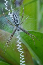 P1100146_2012-08-01_Wespenspinne_Argiope-bruennichi_f16_großer-ABM.JPG