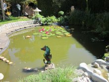 Teich1.jpg
