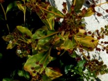 DSCF2218.JPG