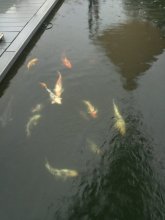 IMG575.jpg