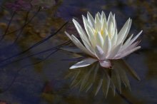 P1100963_2012-08-25_Nymphaea_Texas-Dawn_Spiegelung.JPG