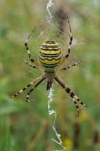 P1110121_2012-08-25_Wespenspinne_Argiope-bruennichi_f11.JPG