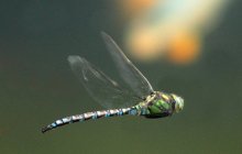 fliegende Libelle überm Teich_1000.jpg