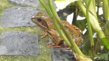 HGT Ein Grasfrosch ist immer dabei ....jpg