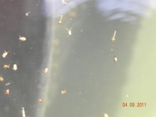 Teichfotos 001.jpg