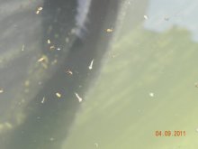 Teichfotos 005.jpg