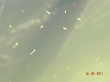 Teichfotos 007.jpg