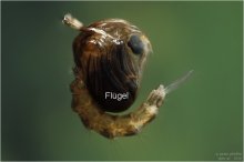 culex3_04.07.10_8000pxf.jpg