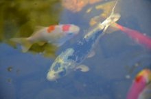 DSC_5525.jpg