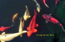 04-Kois.jpg