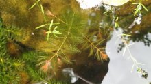 HGT I Myriophyllum spicatum.jpg