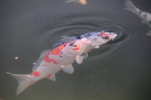 koi03s.jpg