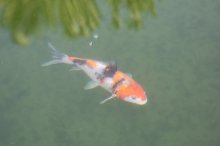 koi5.jpg